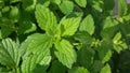 Fresh mint plant. Great for your health. Mentha plant.